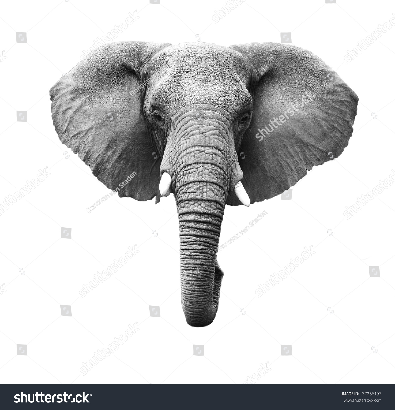 elephant clipart front view - photo #22