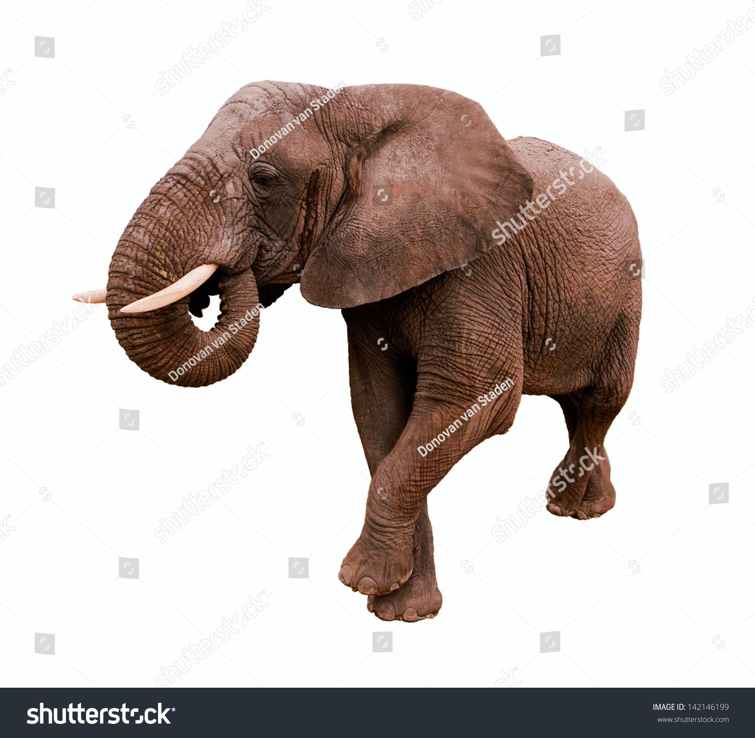 Elephant Isolated On A White Background Stock Photo Elephant Isolated On A White Background Stock Photo