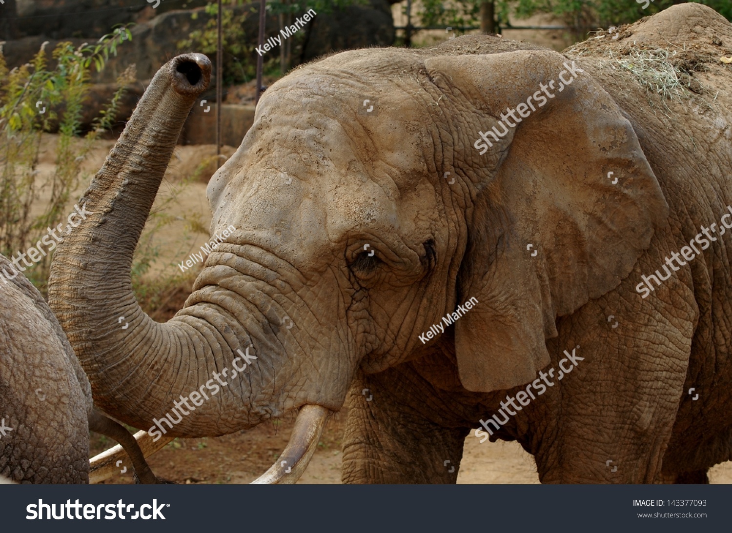 Elephant'S Nose Stock Photo 143377093 Shutterstock