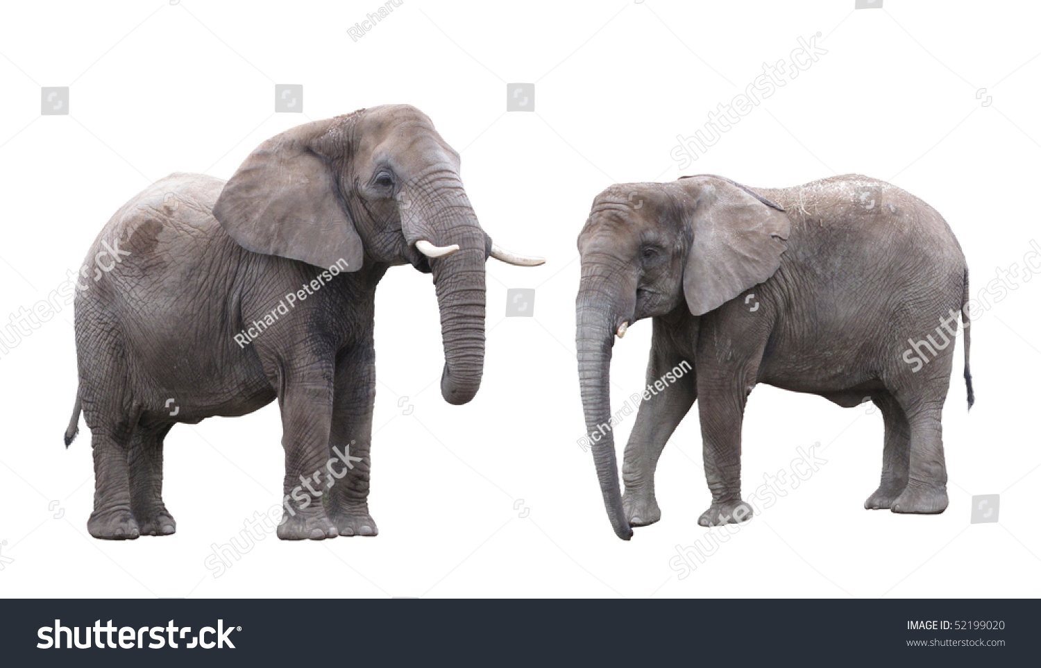 Elephants Male And Female Stock Photo 52199020 : Shutterstock