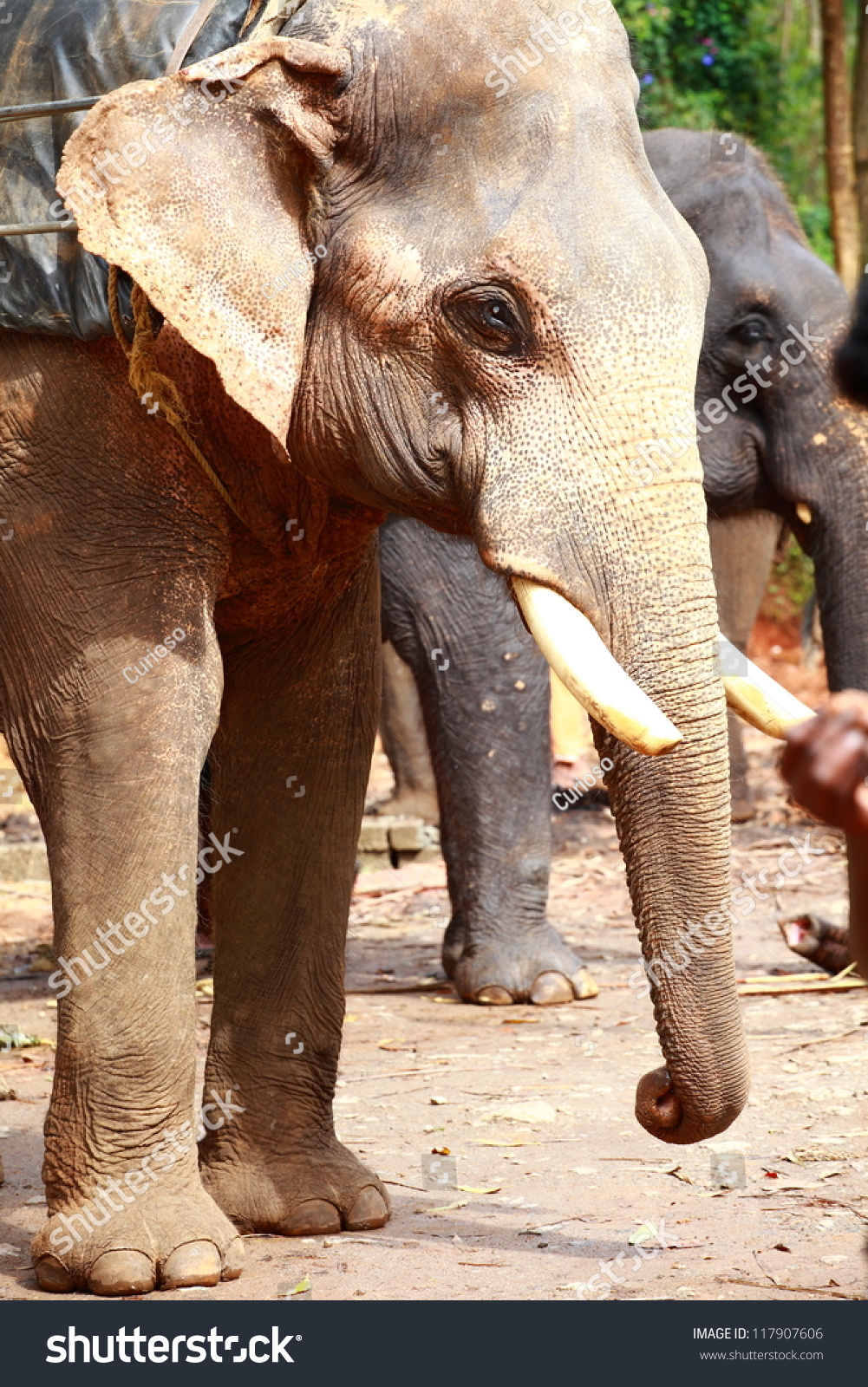 Elephants Playing, Eating Sugar Cane With Their Herd Stock Photo