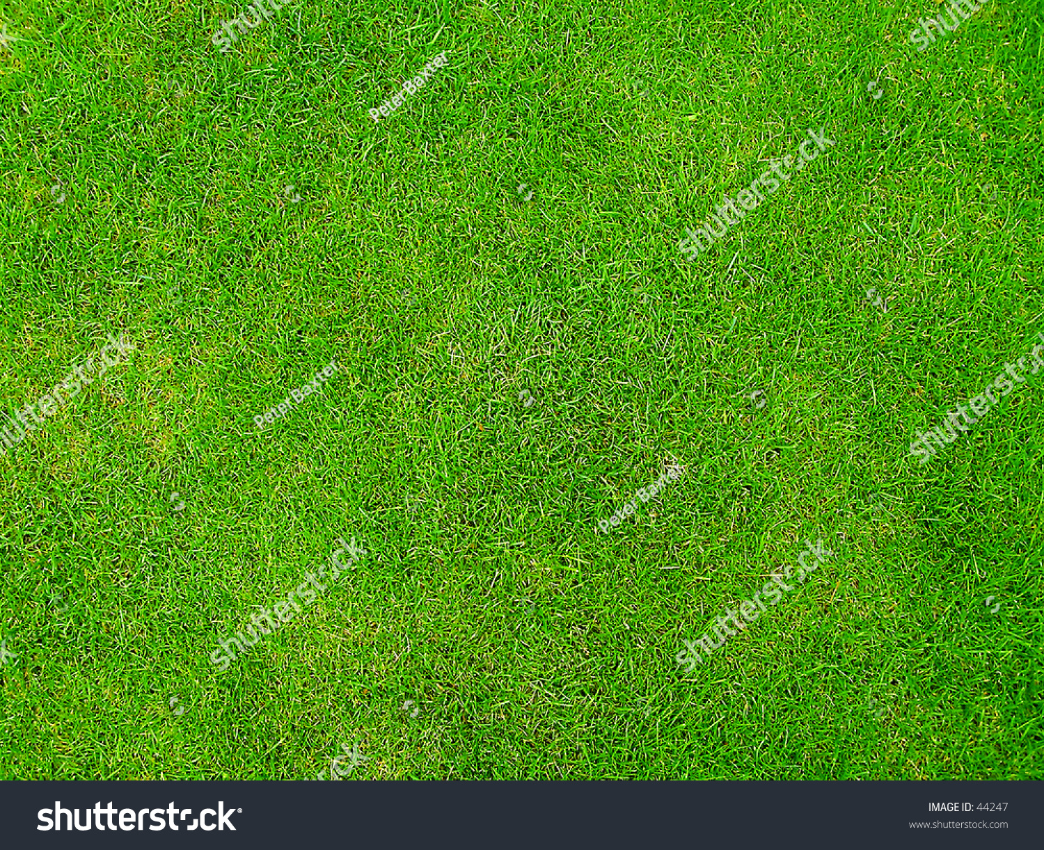 Emerald Grass Stock Photo 44247 - Shutterstock
