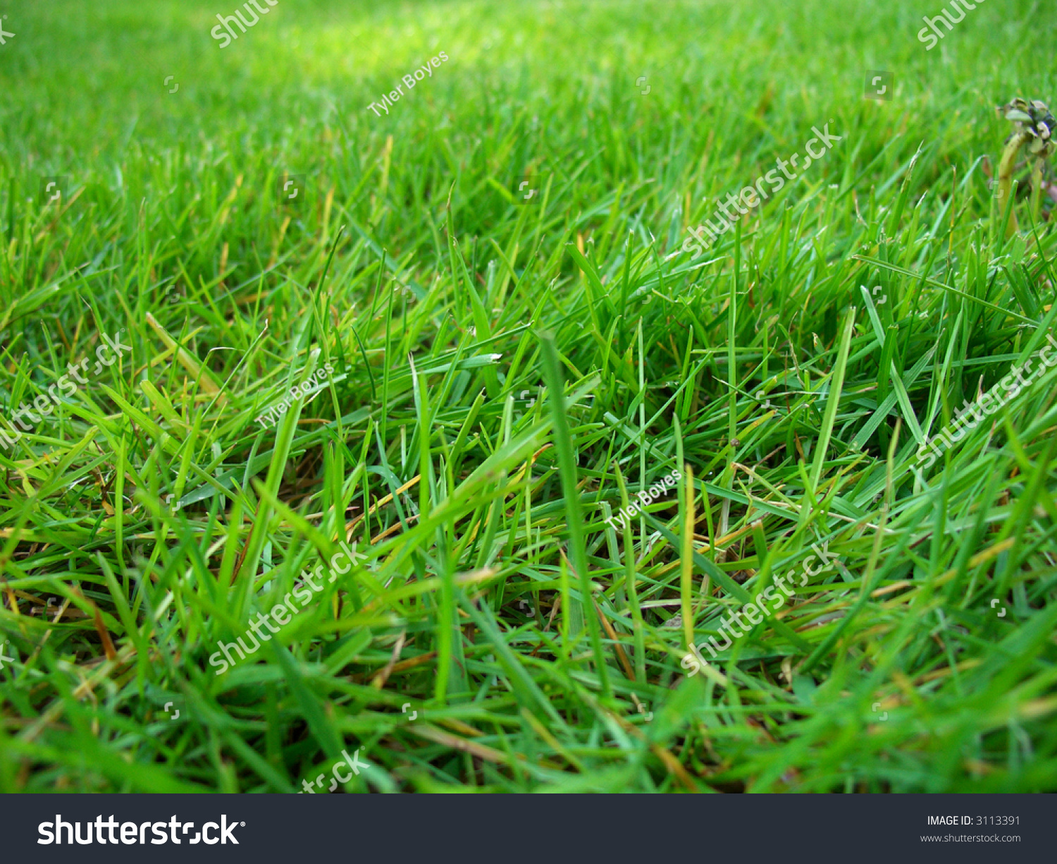 Emerald Green Grass Stock Photo 3113391 : Shutterstock