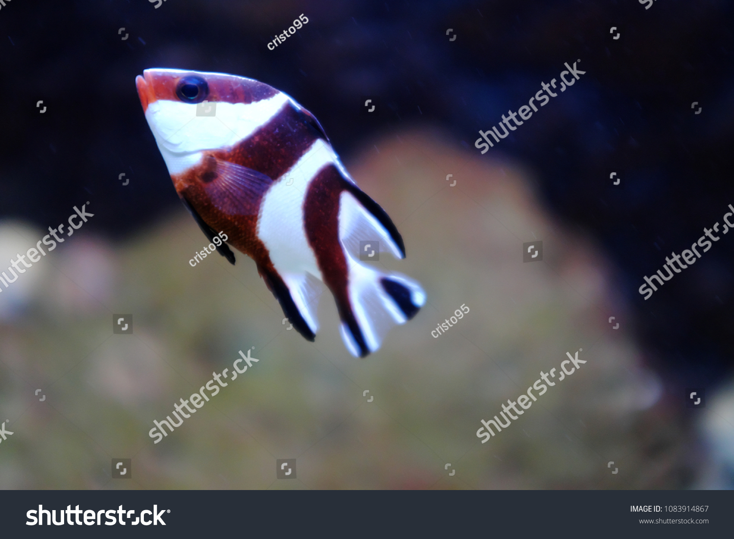 Emperor Red Snapper Lutjanus Sebae Stock Photo Shutterstock