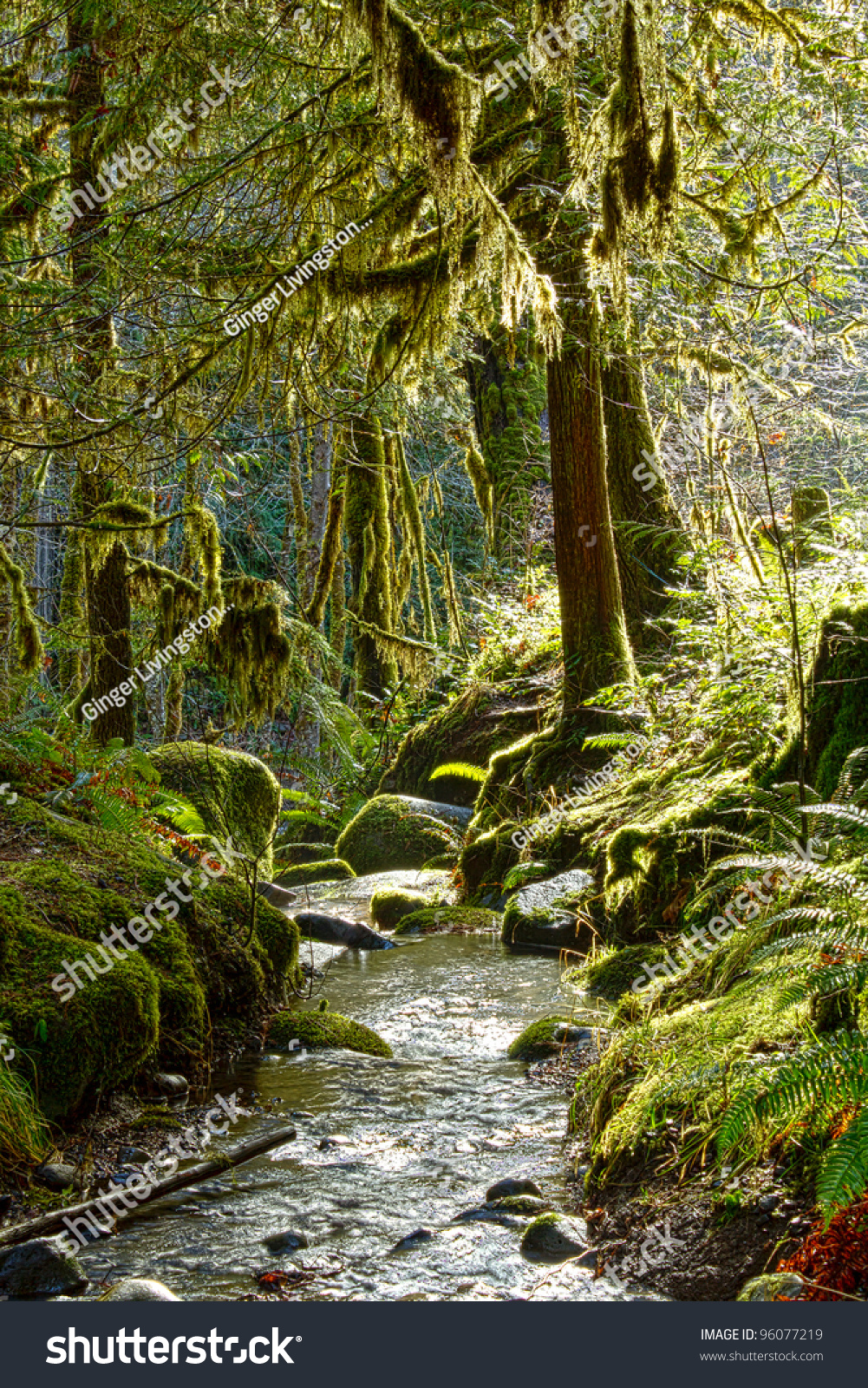 Enchanted Stream Enchanted Stream