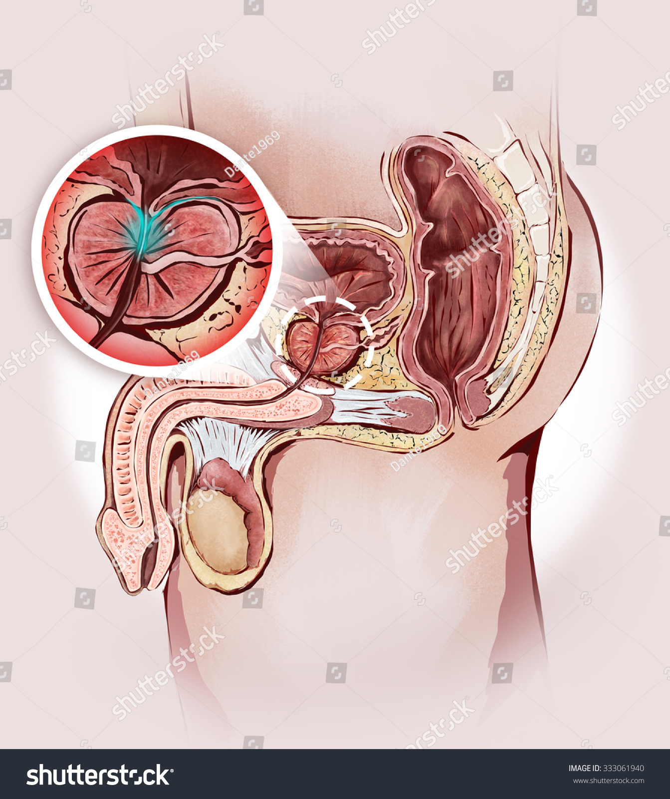 photo of male sex organs photo of male sex organs