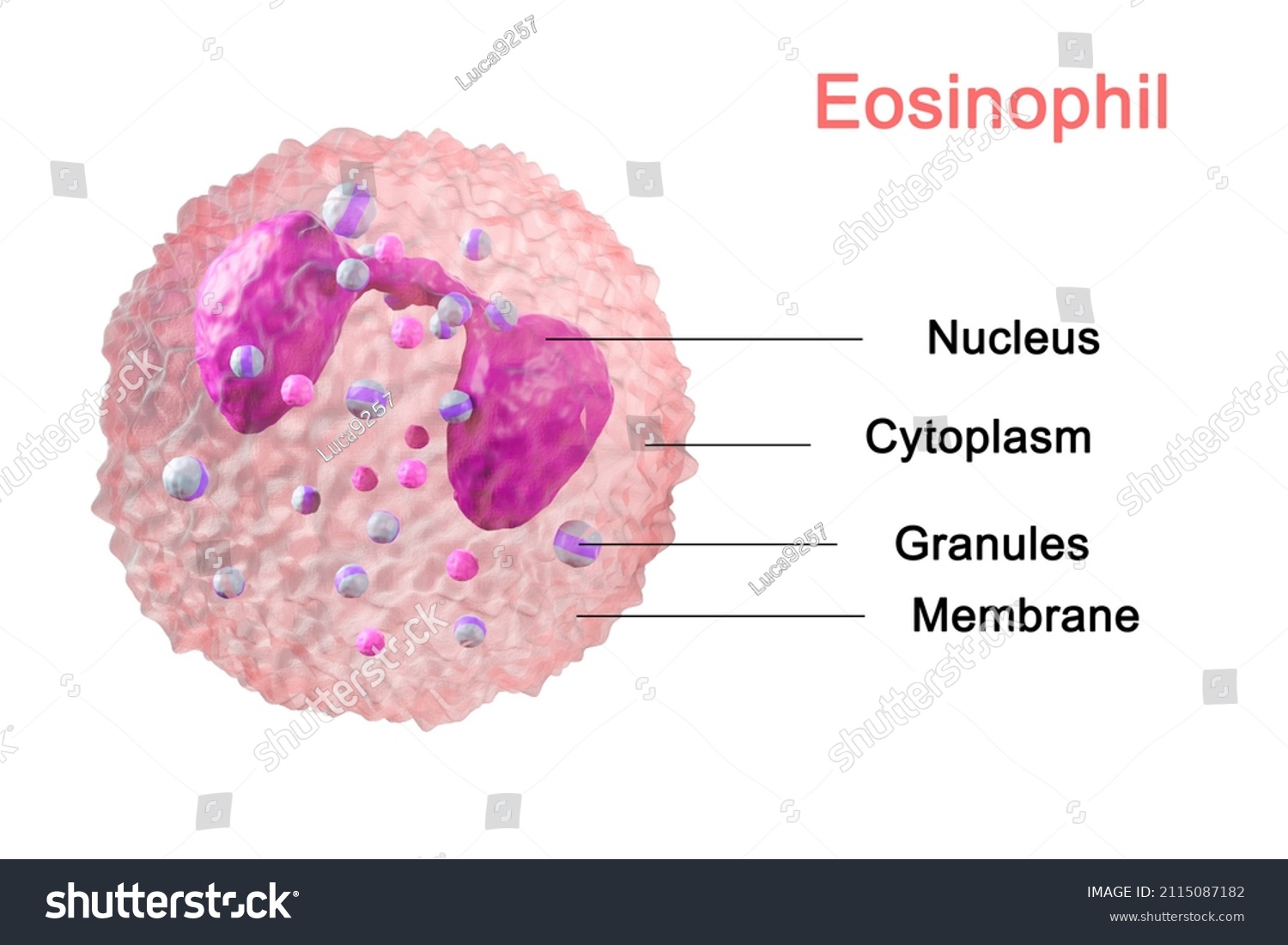 Eosinophils Immune System Blood Structure Cell Stock Illustration