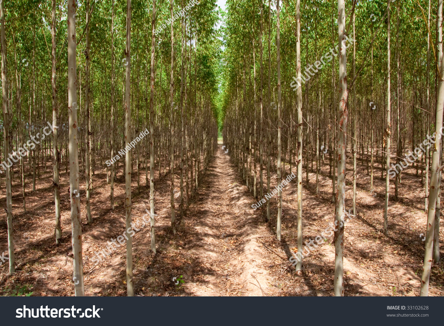 forestry investment paper forestry investment paper