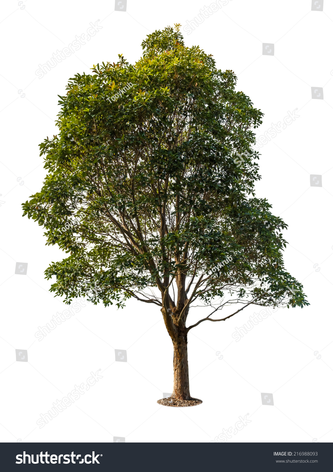 Eucalyptus Tree Isolated On White Stock Photo 216988093 - Shutterstock