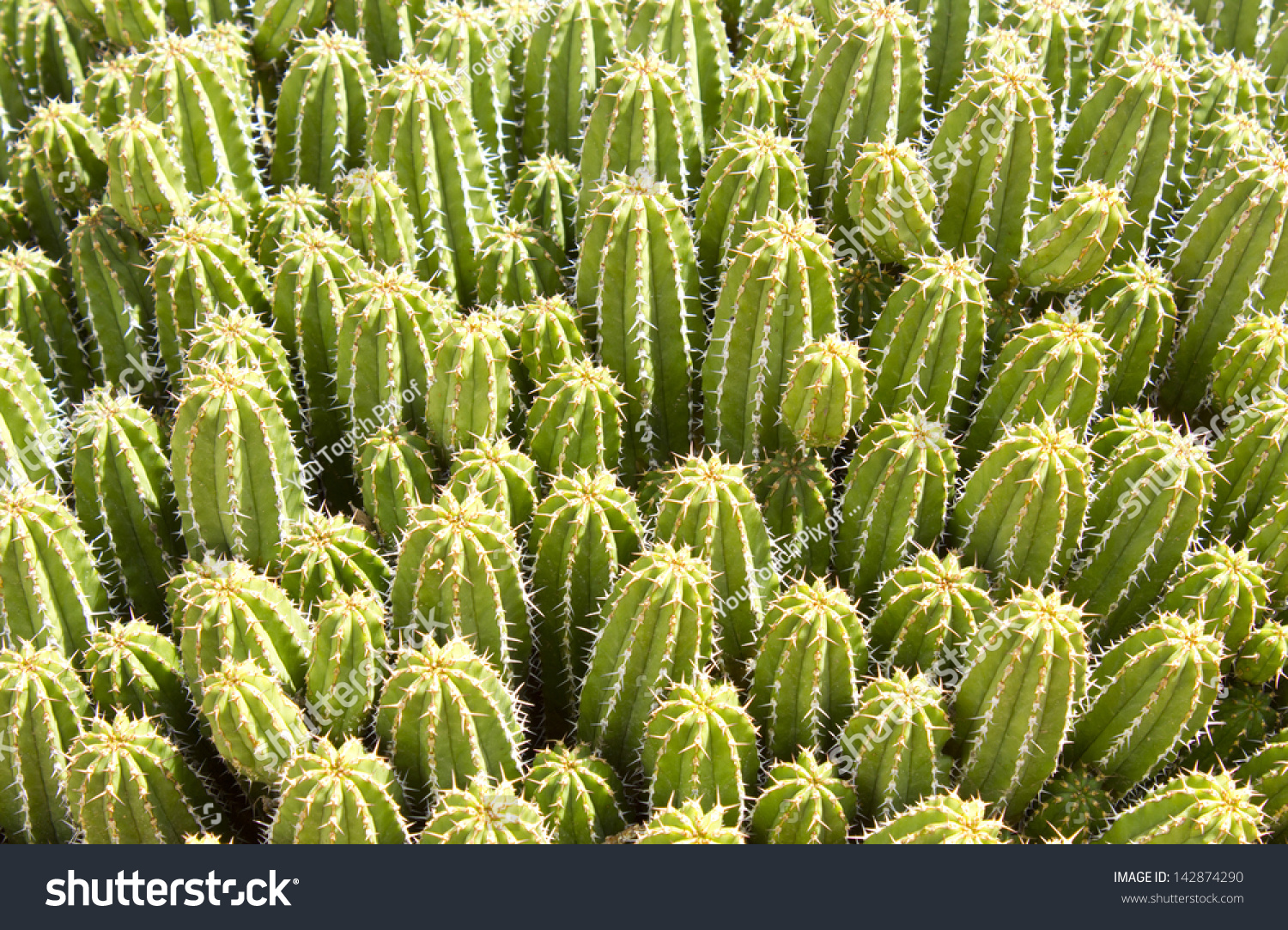 Euphorbia Echinus Cactuslike Succulent Has Spines Stock Photo 142874290