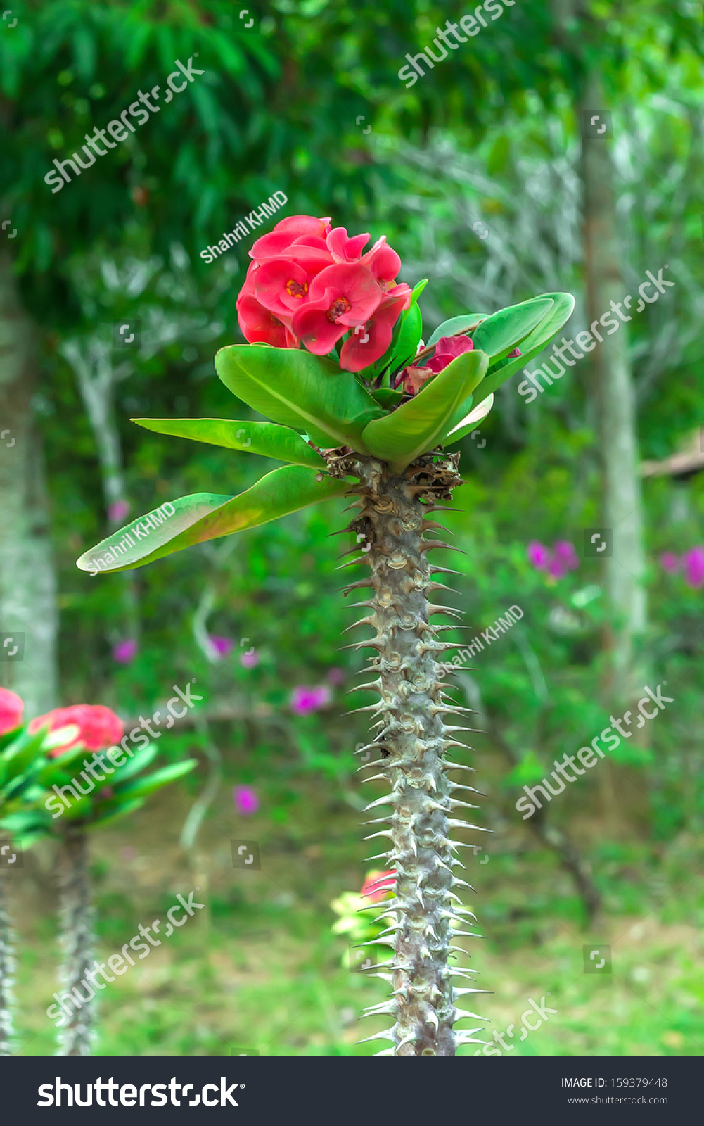 Euphorbia Milii Crown Thorns Christ Plant Stock Photo