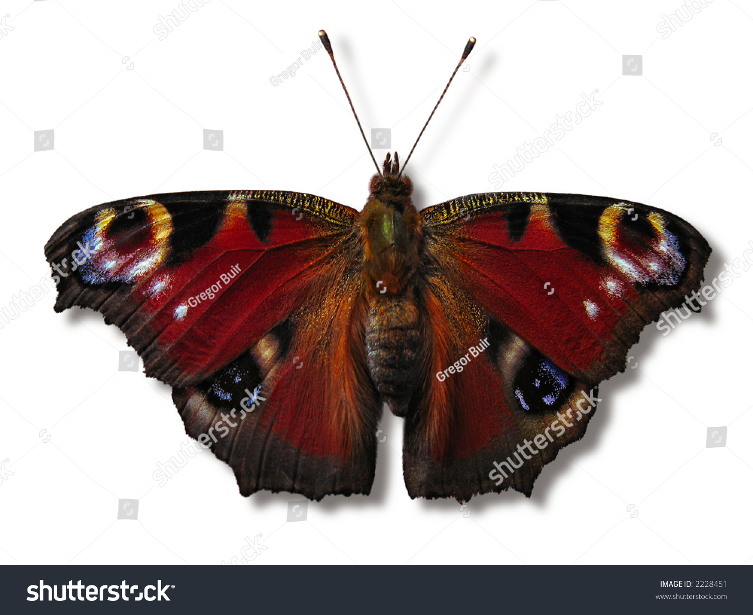 European Peacock isolated on white European Peacock isolated on white