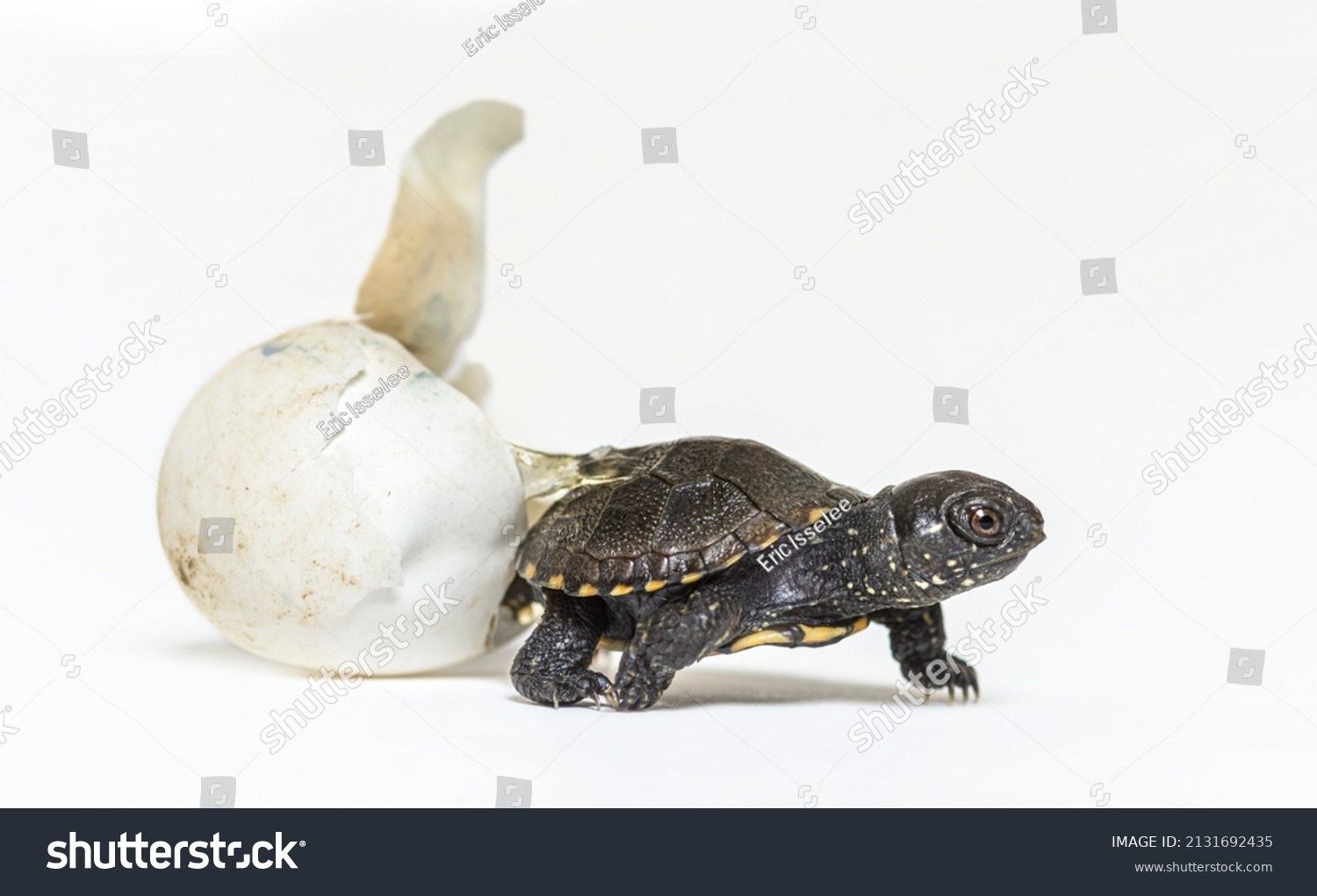 European Pond Turtle Hatching Egg Isolated Stock Photo