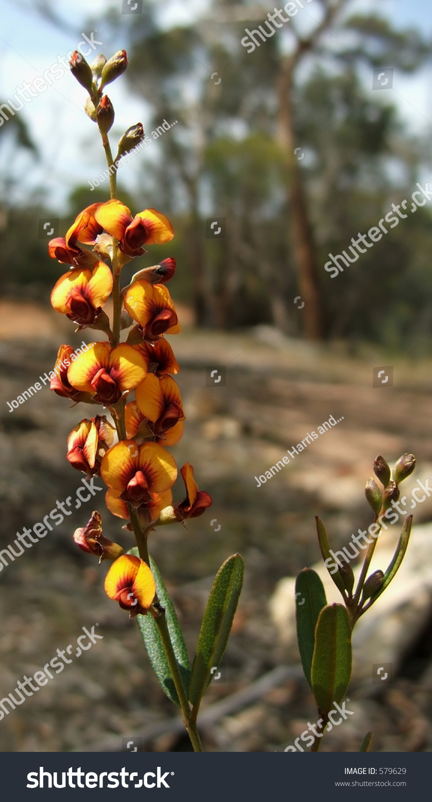 Eutaxia Obovata Commonly Known As Egg And Bacon Flower Native To