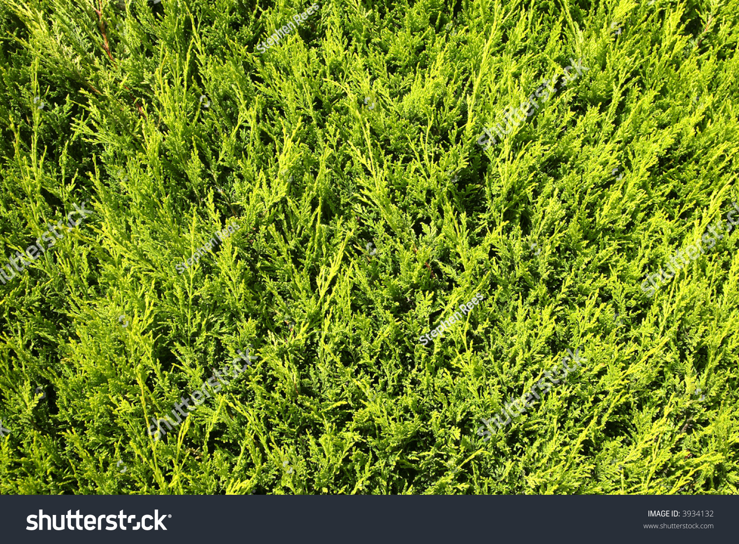 Evergreen Fir Tree Close Up Background Texture. Stock Photo 3934132