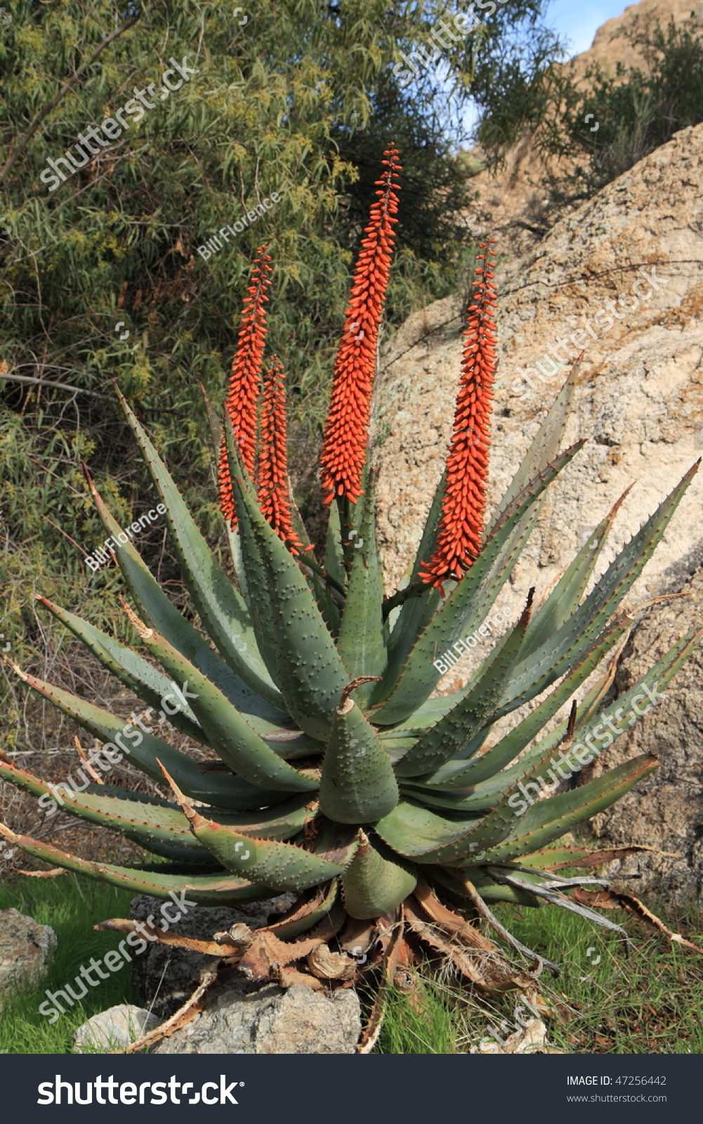 Exotic Cape Aloe Hybrid Plant Stock Photo 47256442 Shutterstock