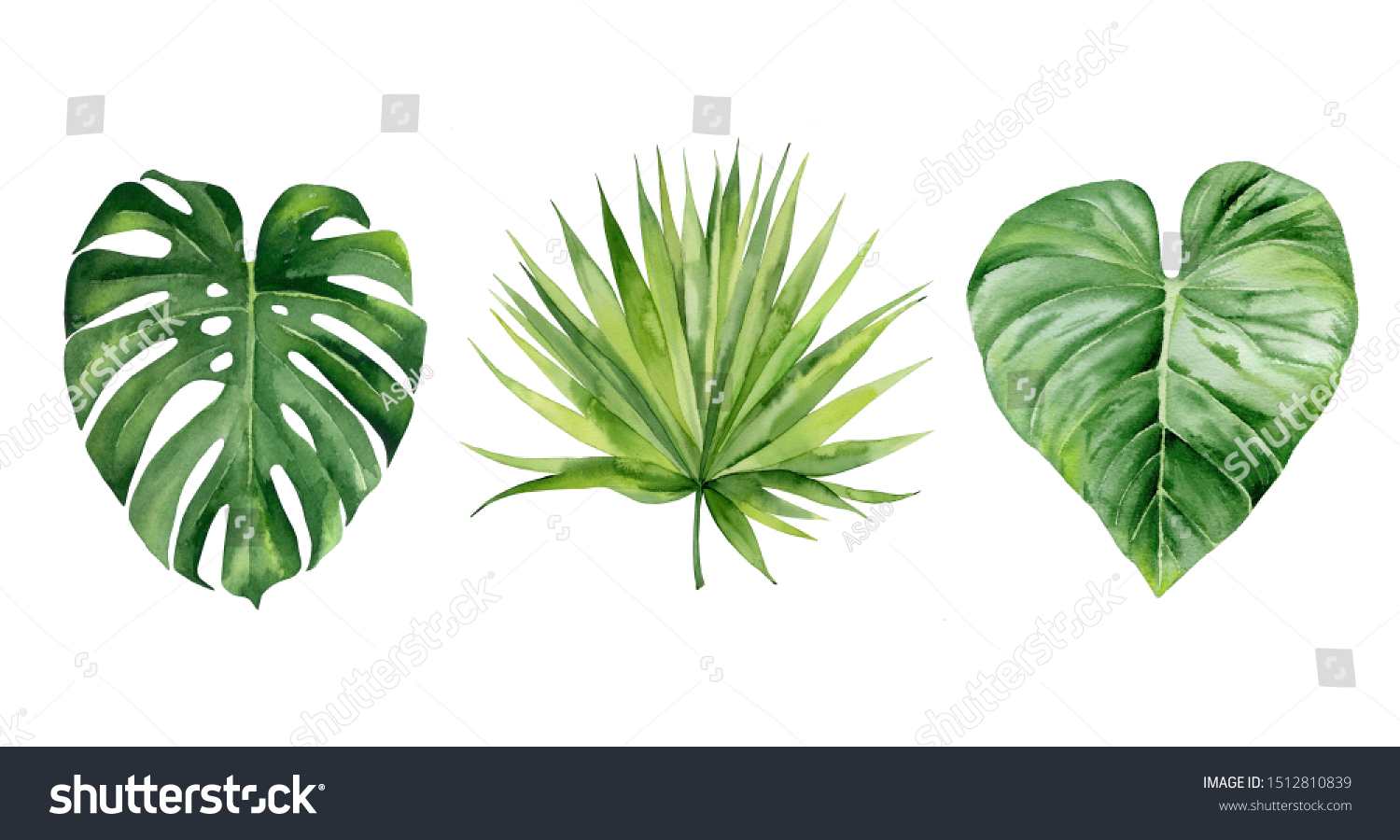 Exotic Plant Collection Tropical Leaf Set Shutterstock