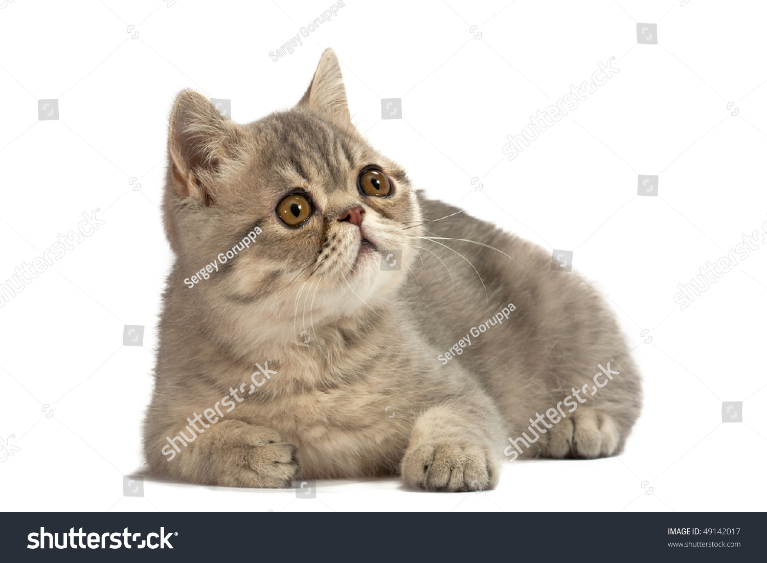 Where Can I Get A English Short Haired Blue Cat Where Can I Get A English Short Haired Blue Cat