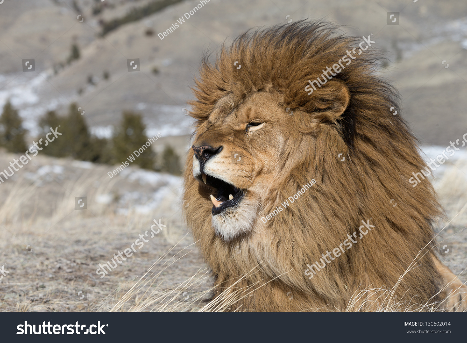 Extinct In The Wild Barbary Or Atlas Lion On Windswept Hill Stock Photo ...