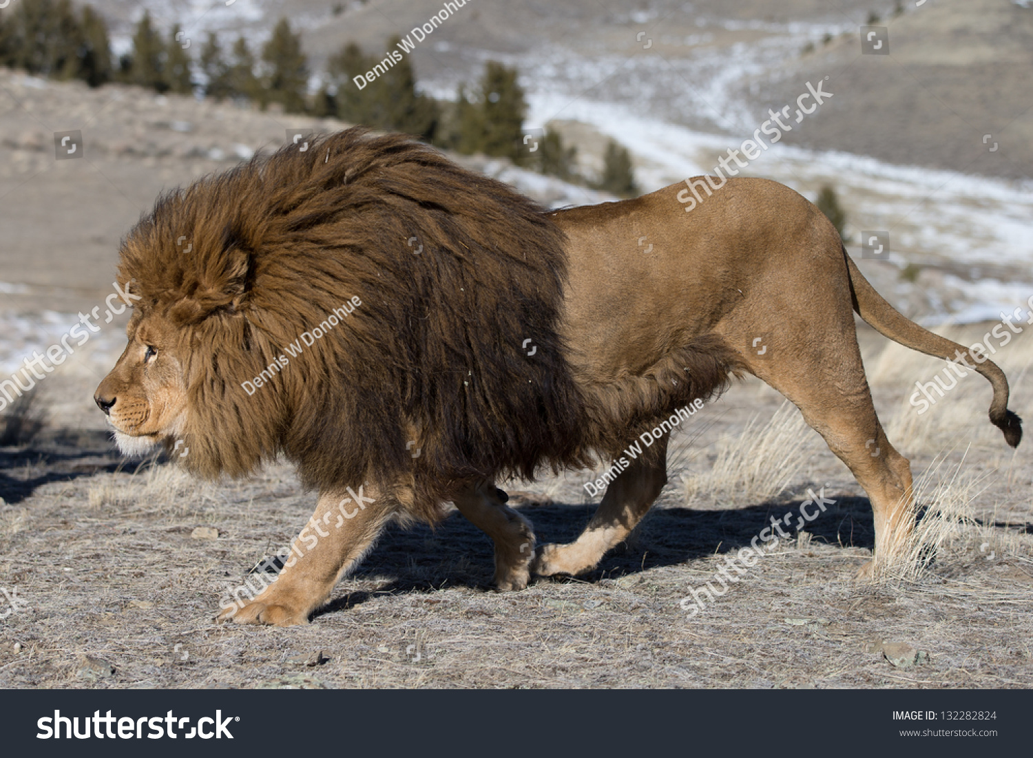 Extinct In The Wild Barbary Or Atlas Lion On Windswept Hill Stock Photo ...