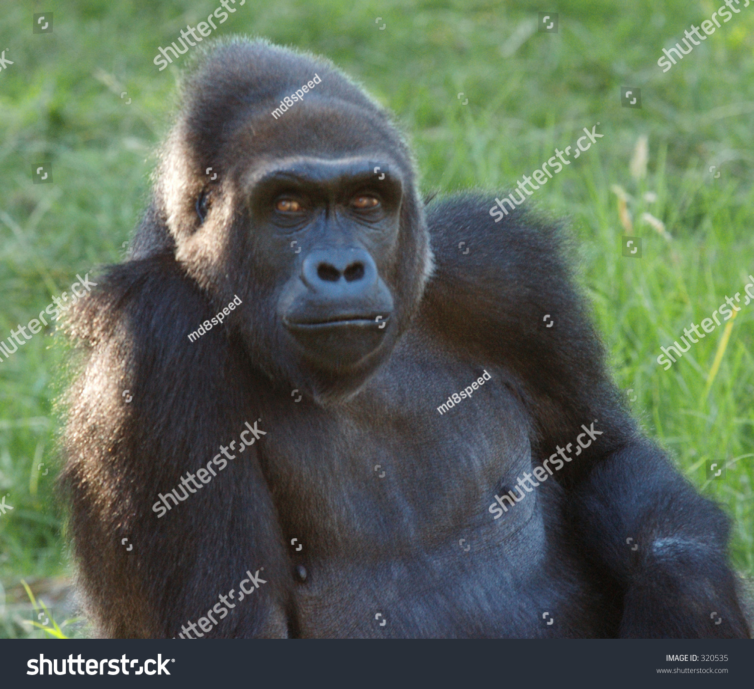 Face Gorilla Stock Photo 320535 - Shutterstock