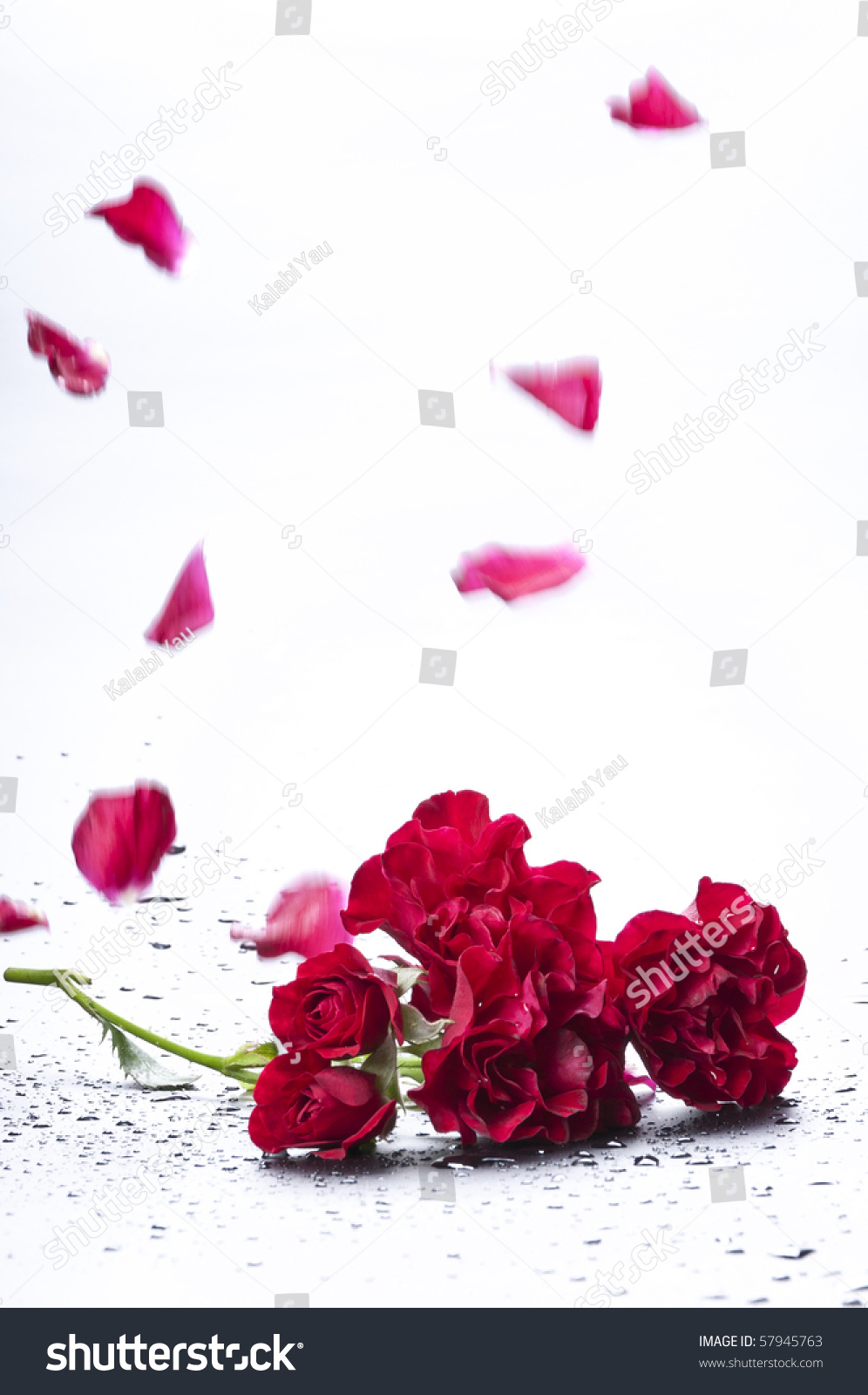 Falling Petals Of A Rose Stock Photo 57945763 : Shutterstock
