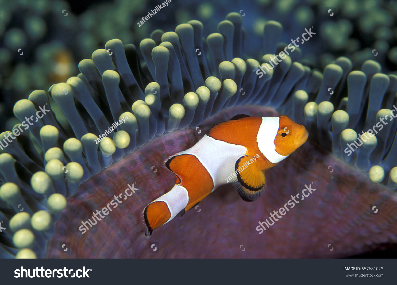 False Clownsfish Amphiprion Ocellaris Sulawesi Indonesia Stock Photo