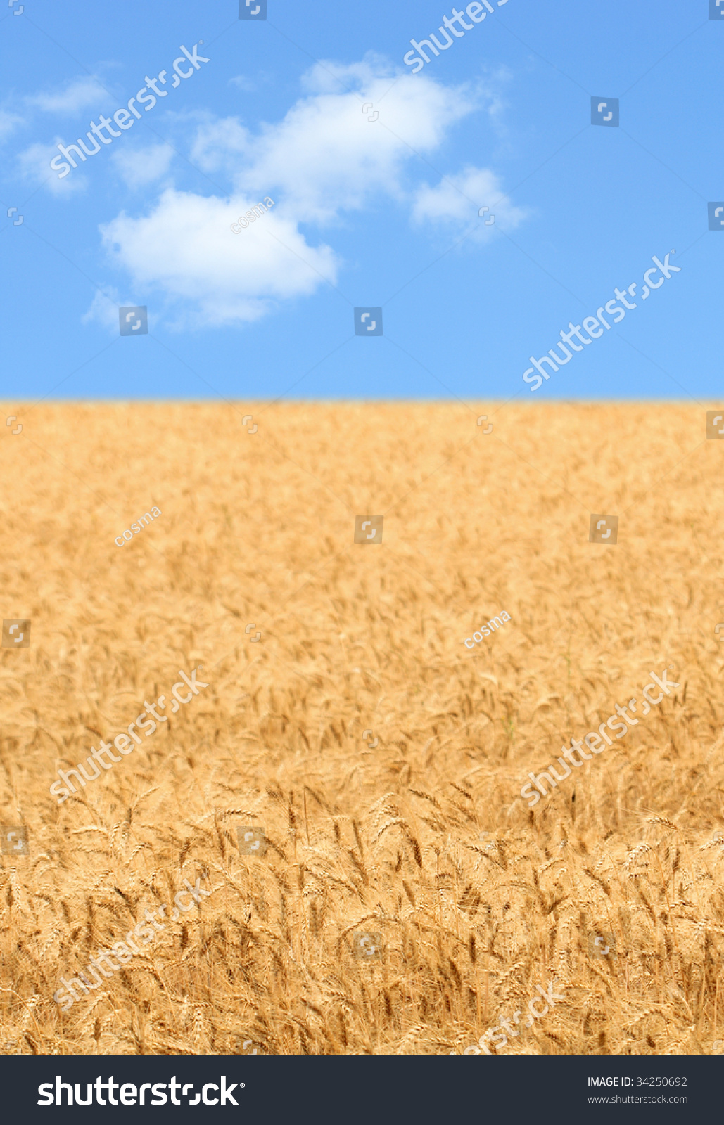 Farm Background With Yellow Wheat Field And Blue Sky Farm Background With Yellow Wheat Field And Blue Sky Stock
