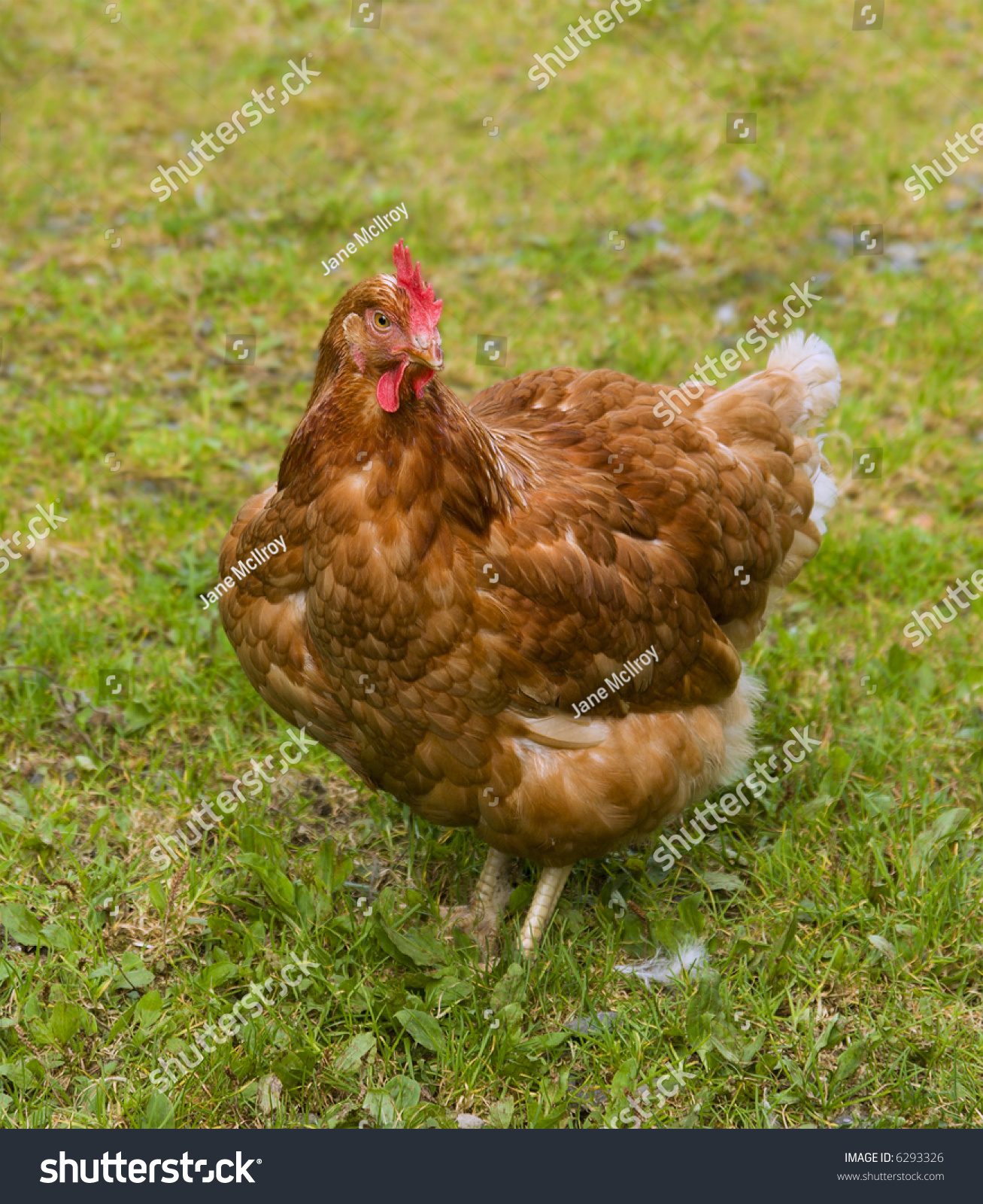 Farm Raised Chicken Standing In A Grassy Field Stock Photo 6293326 