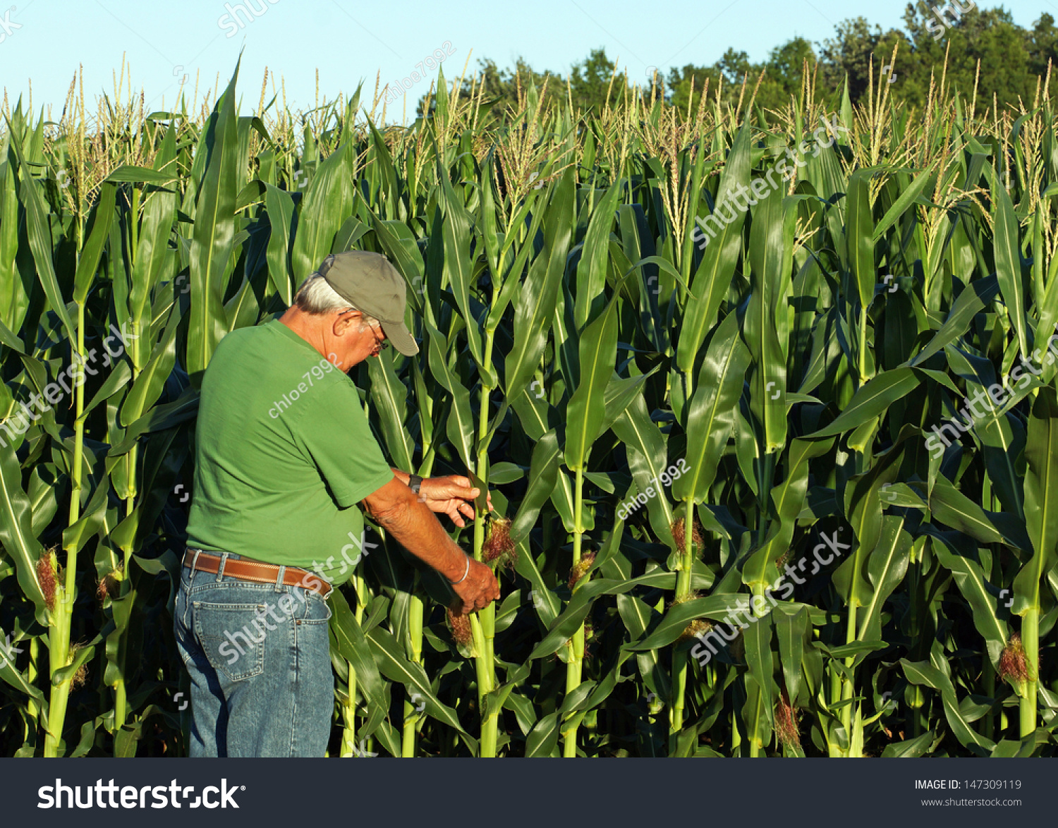 Farmer Inspects What Appears To Be A Bumper Crop Of Corn For This Year