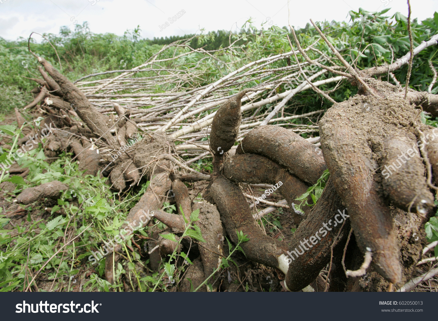 Farmer Makes Cassava Harvest Cologne District Stock Photo