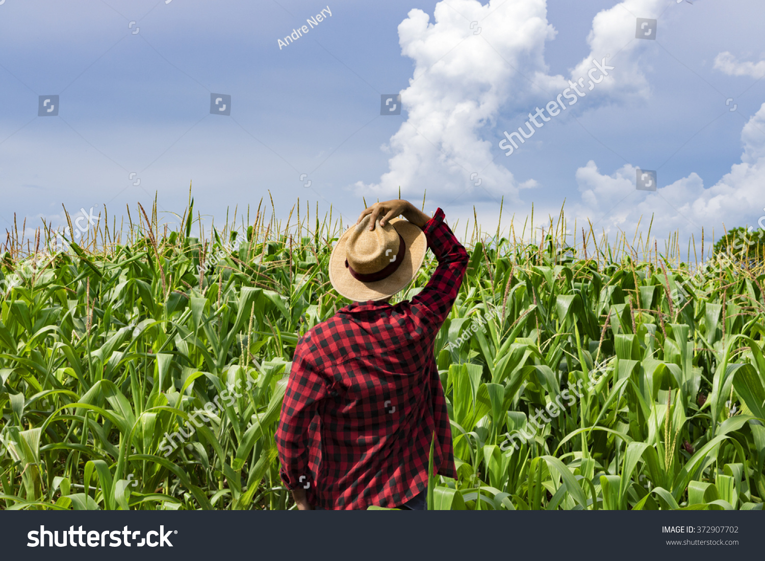 Farmer with hat looking the corn plantation field Farmer with hat looking the corn plantation field