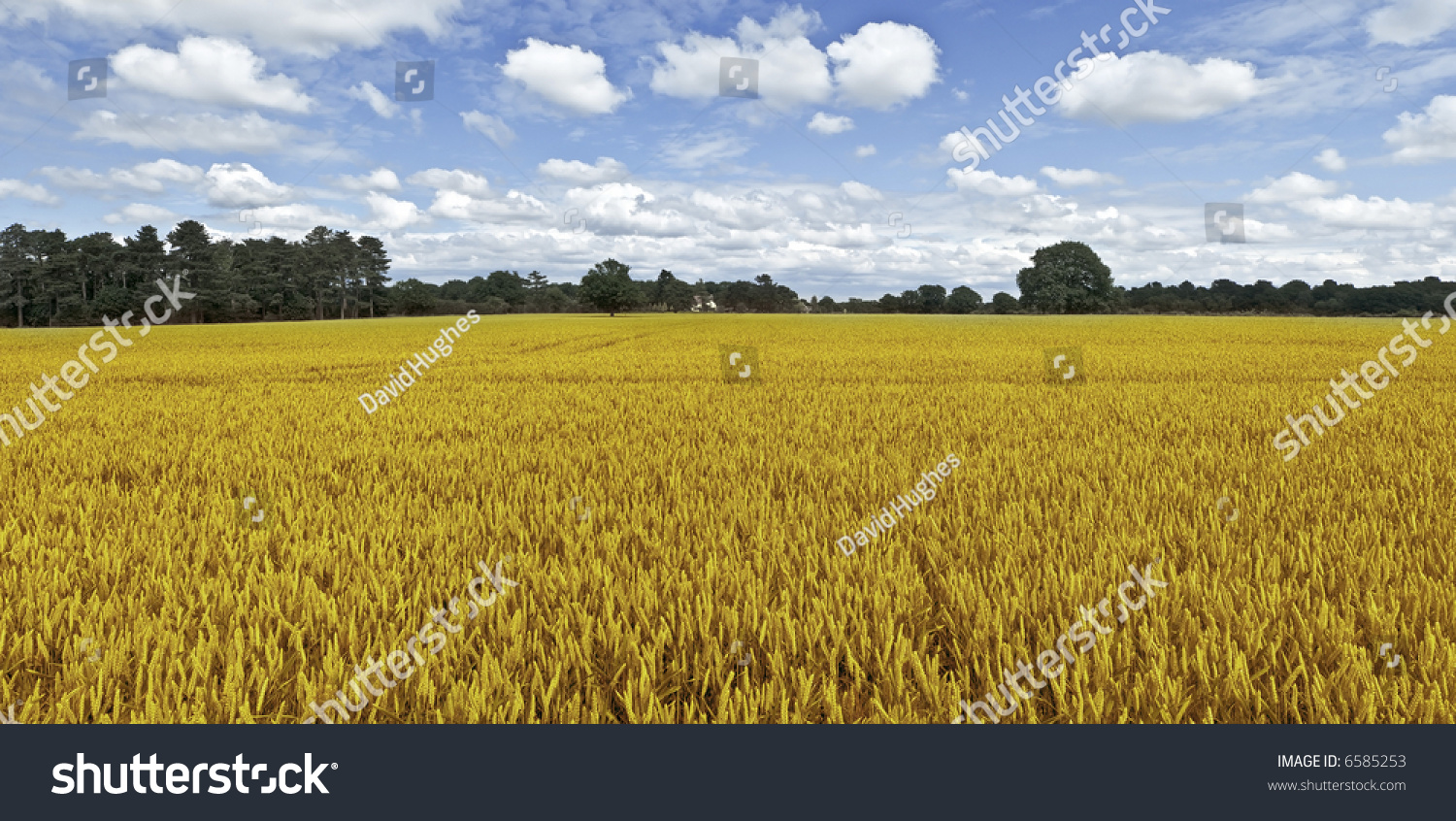Farmland Cornfield Before Harvesting Of Arable Crops Farmland Cornfield Harvesting Arable Crops Stock Photo