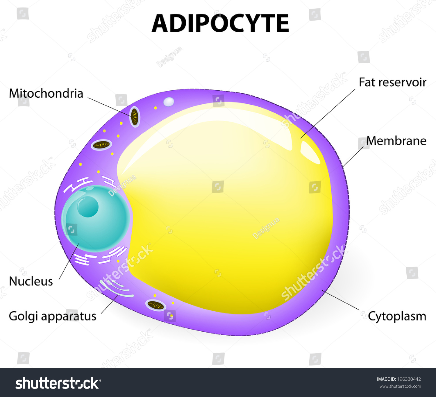 Fat Cell Adipocyte Is Responsible For Accumulation Energy Obesity