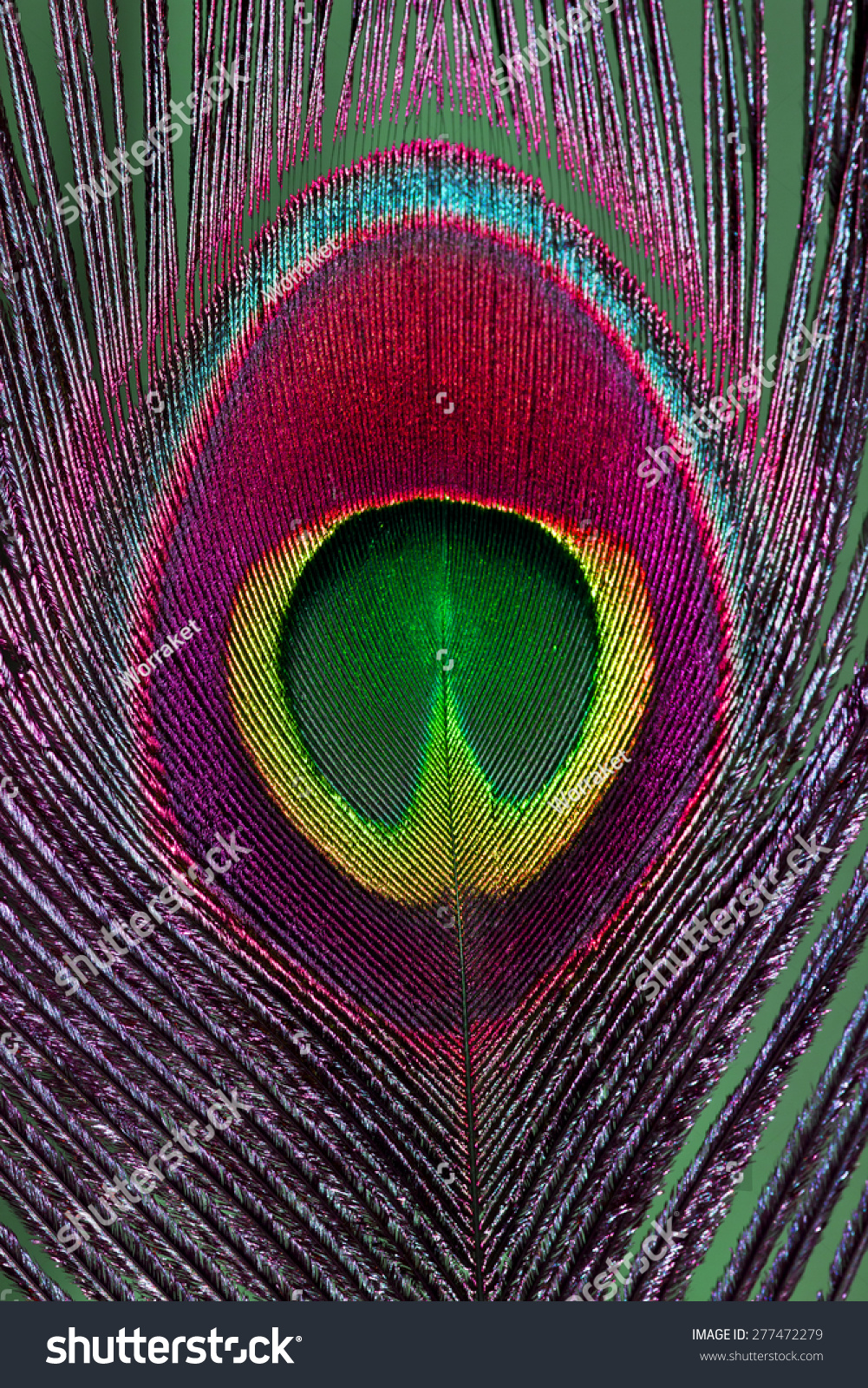 Feather Bring It Together In A Beautiful Pattern Multi Colored Peacock