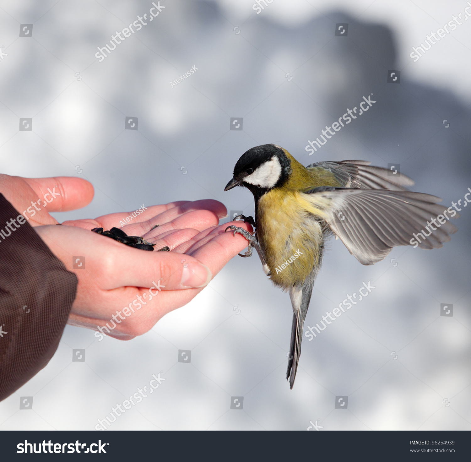 feeding of birds in the winter stock photo 96254939 feeding of birds in the winter stock photo 96254939