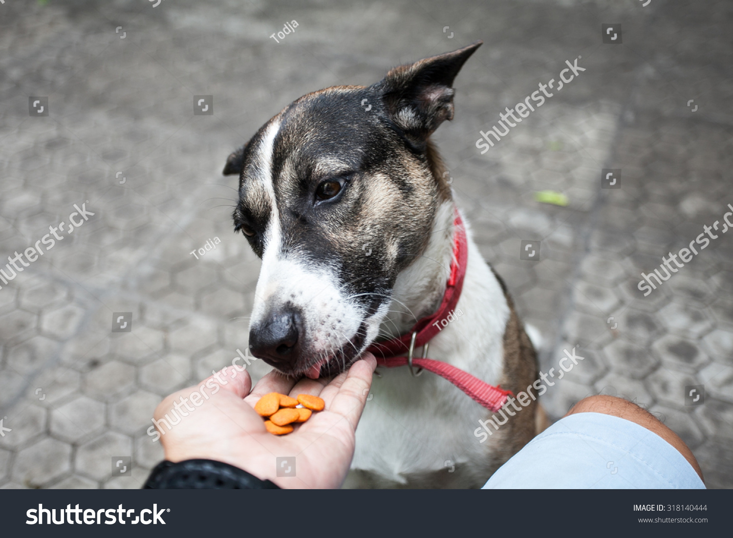 feeding-the-dog-by-hand-stock-photo-318140444-shutterstock