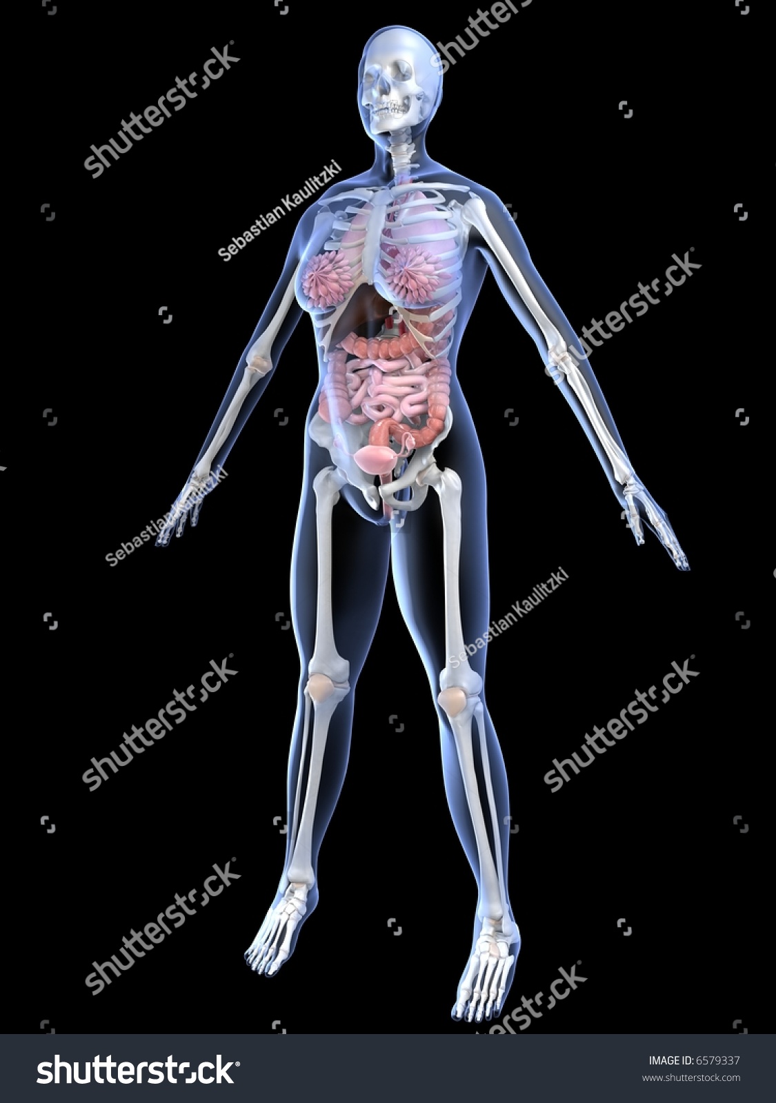 Female Anatomy Stock Photo 6579337 : Shutterstock