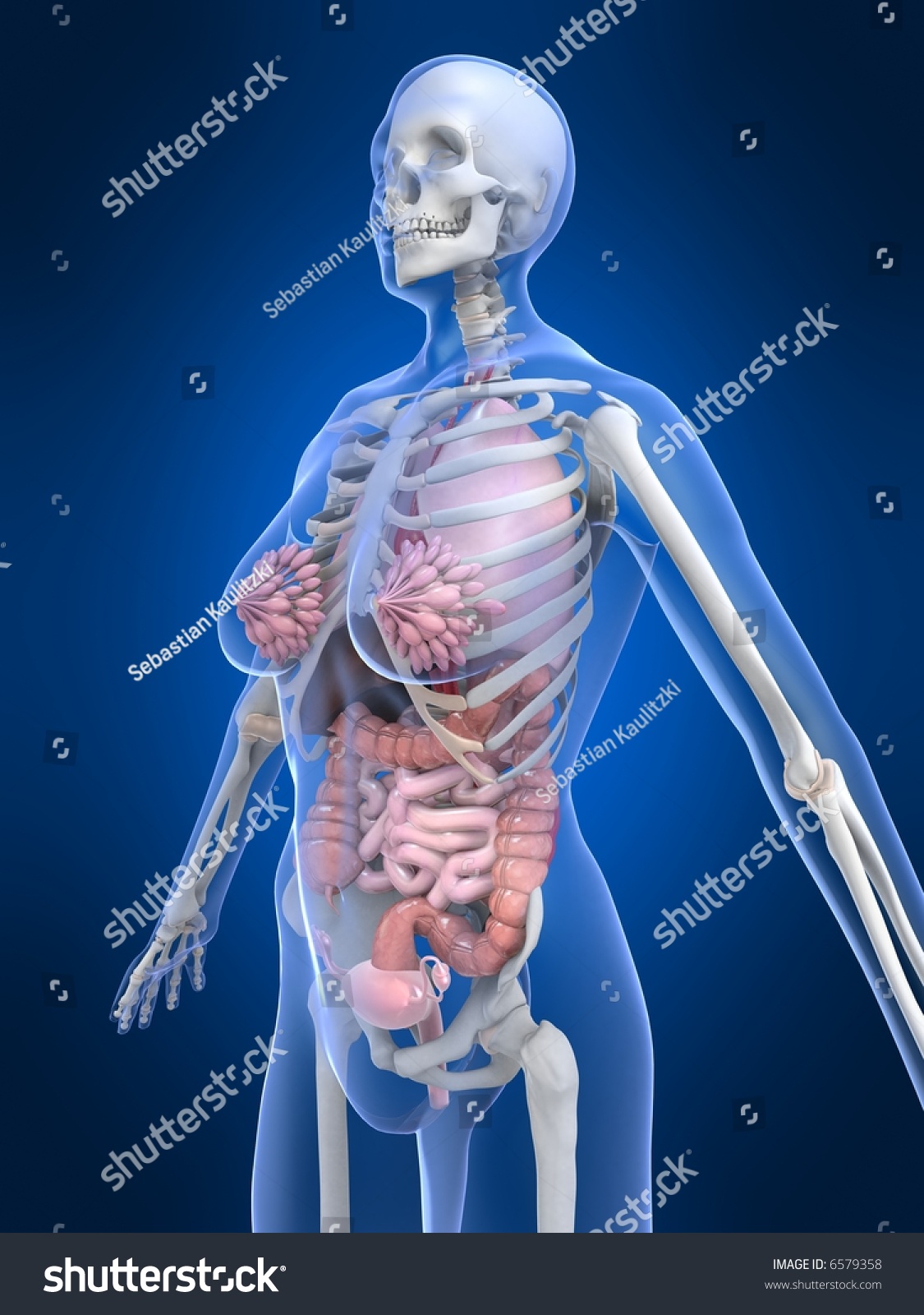 anatomy female figure