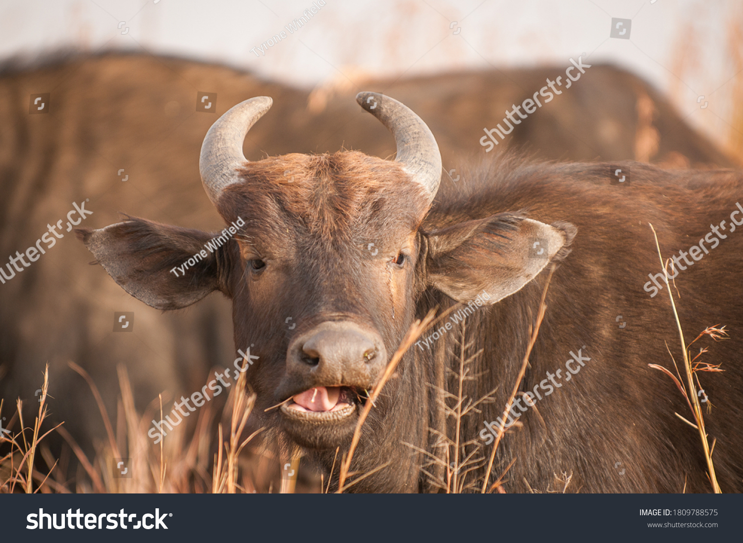 Female Cape Buffalo Chewing Cud Stock Photo 1809788575 Shutterstock