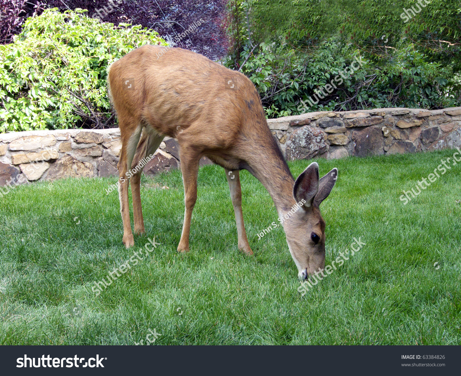 Female Deer Nibbling With Contentment On The Lush Green Grass Stock