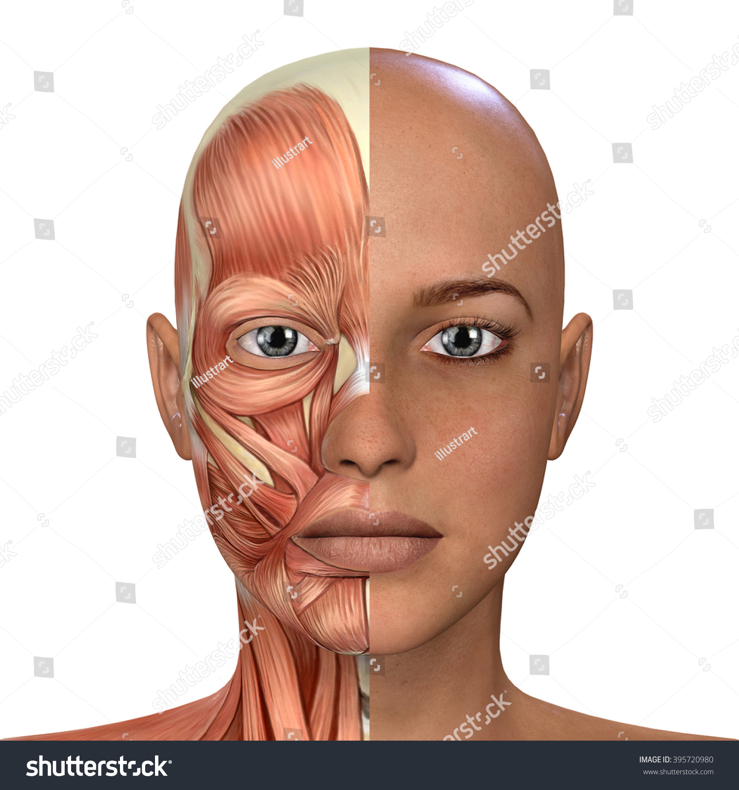 Female Face Muscles Anatomy Stock Photo 395720980 : Shutterstock