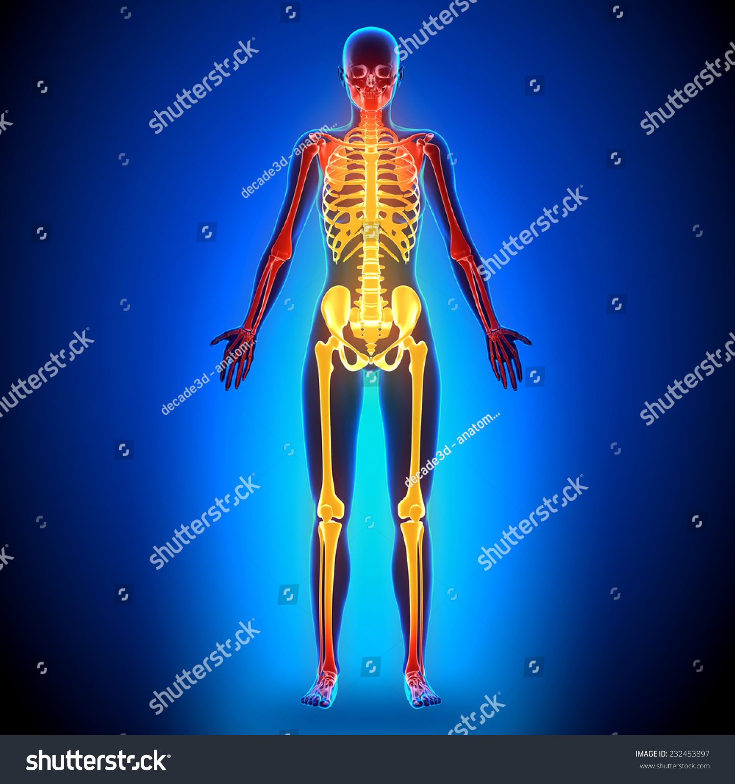 Female Full Skeleton Anatomy Bones Stock Photo 232453897 Shutterstock