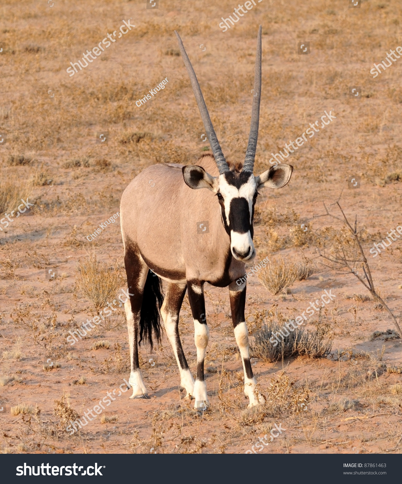 Female Gemsbok Antelope In The Kgalagadi Transfrontier Park Southern