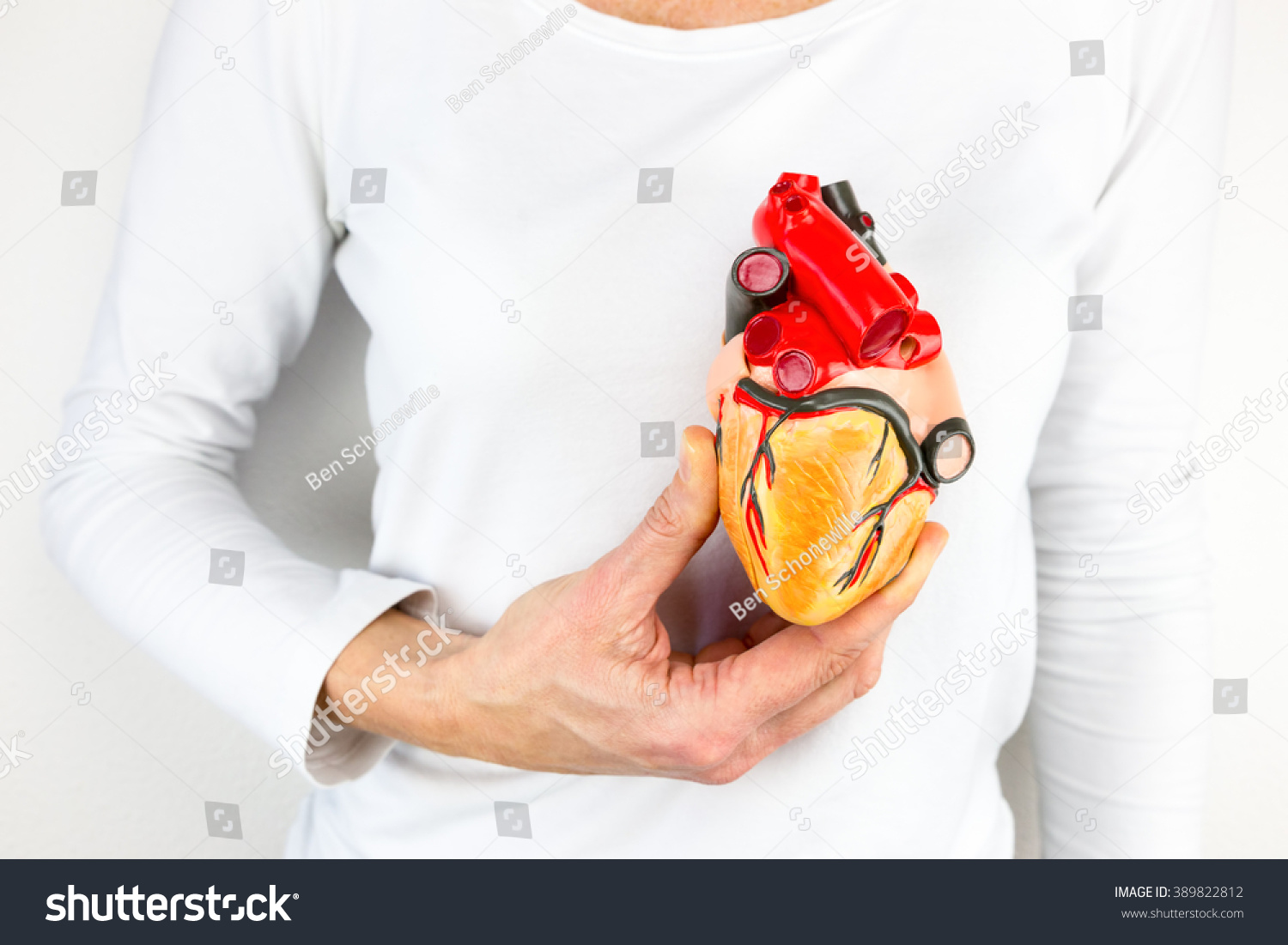female hand holding human heart model in front of body female hand holding human heart model in front of body