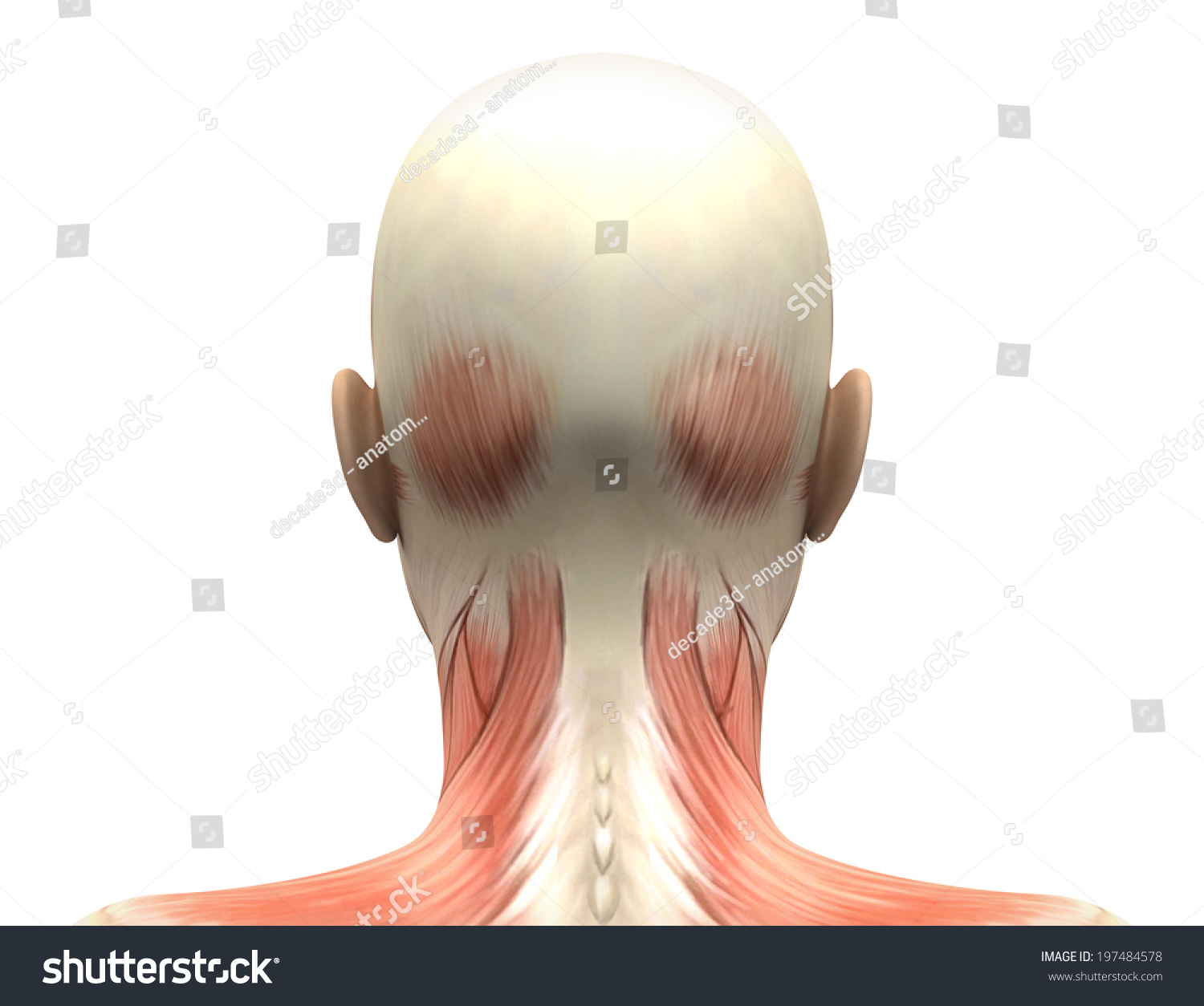 Female Head Muscles Anatomy Back View Stock Illustration 197484578