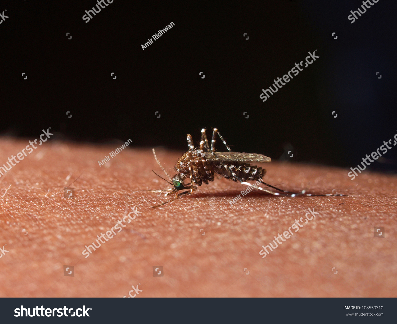 Female Mansonia Uniformis Mosquito Sucking Blood From Human Stock Photo ...