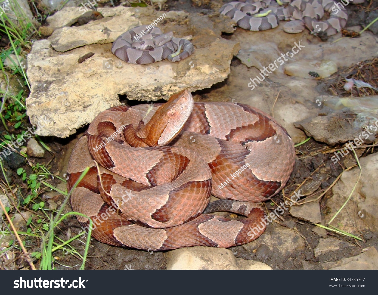 Female Osage Copperhead, Agkistrodon Contortrix Phaeogaster, And