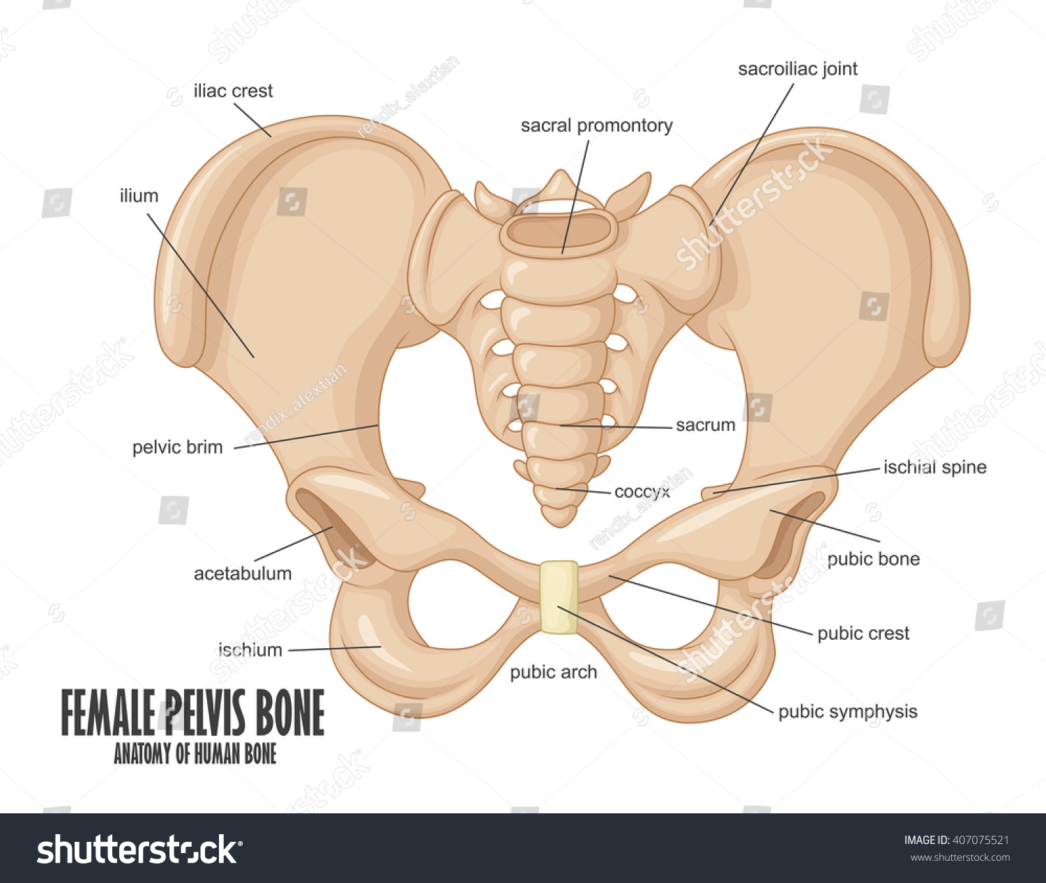 Female Pelvis Bone Anatomy Stock Photo 407075521 : Shutterstock