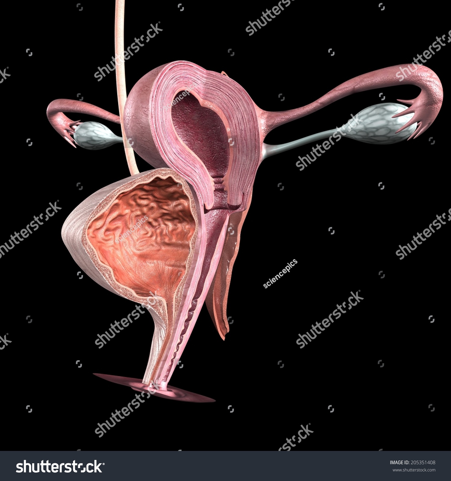Female Reproductive System Stock Photo Shutterstock